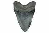 Fossil Megalodon Tooth - South Carolina #367966-1